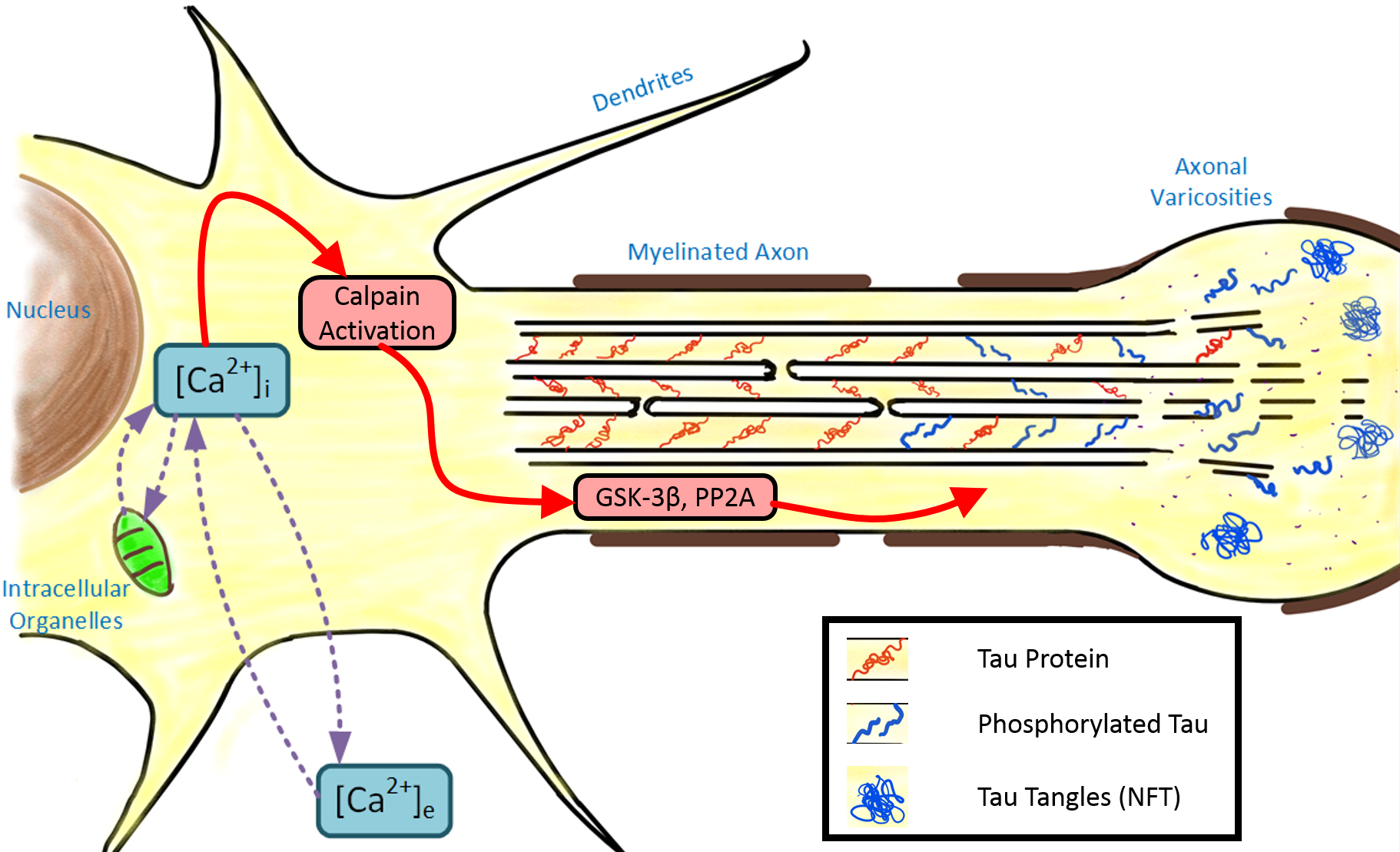 Tissue scale brain injury modeling and translation